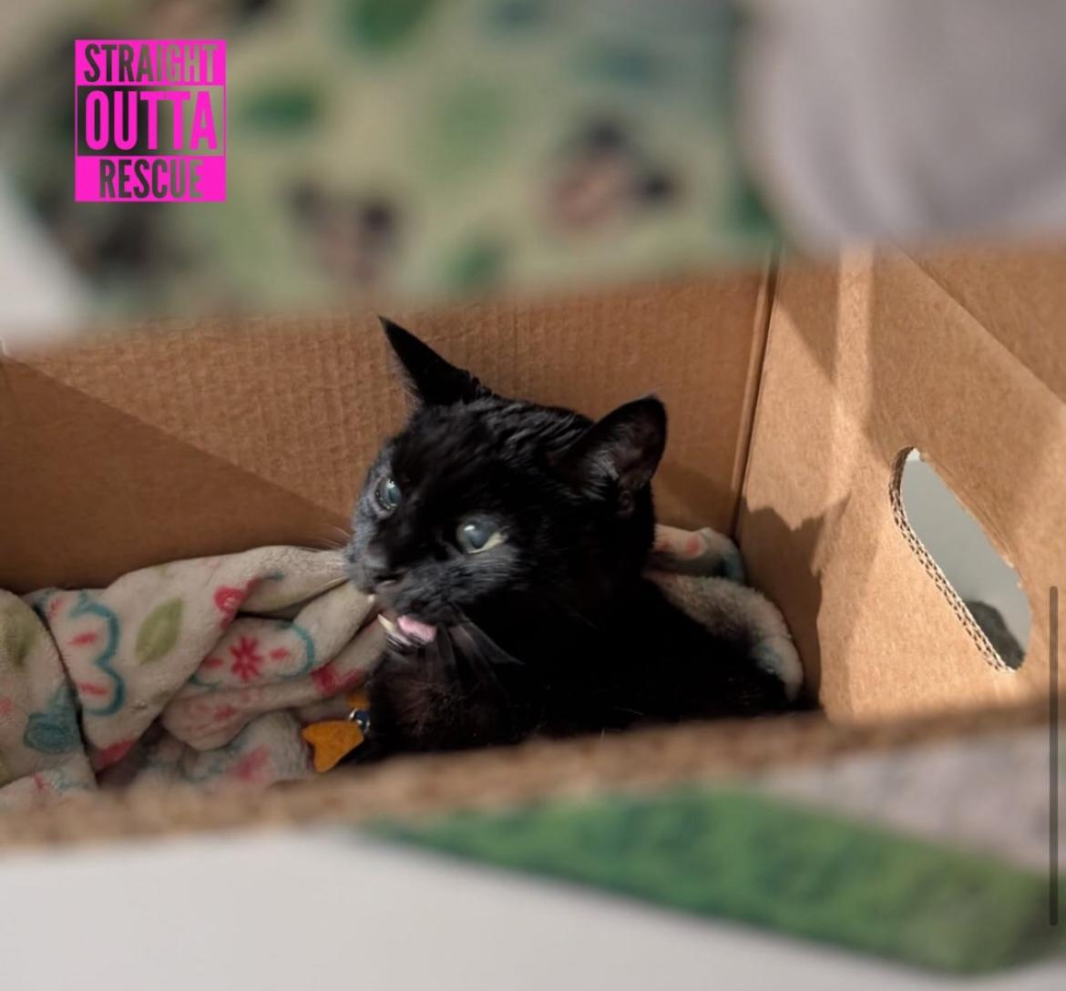 Enlarge Boo - *New Bio and Pictures, a Adoptable Domestic Short Hair in Vancouver, BC image 3/6