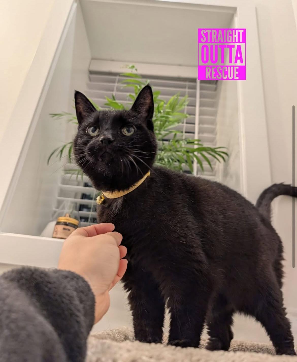 Enlarge Boo - *New Bio and Pictures, a Adoptable Domestic Short Hair in Vancouver, BC image 2/6