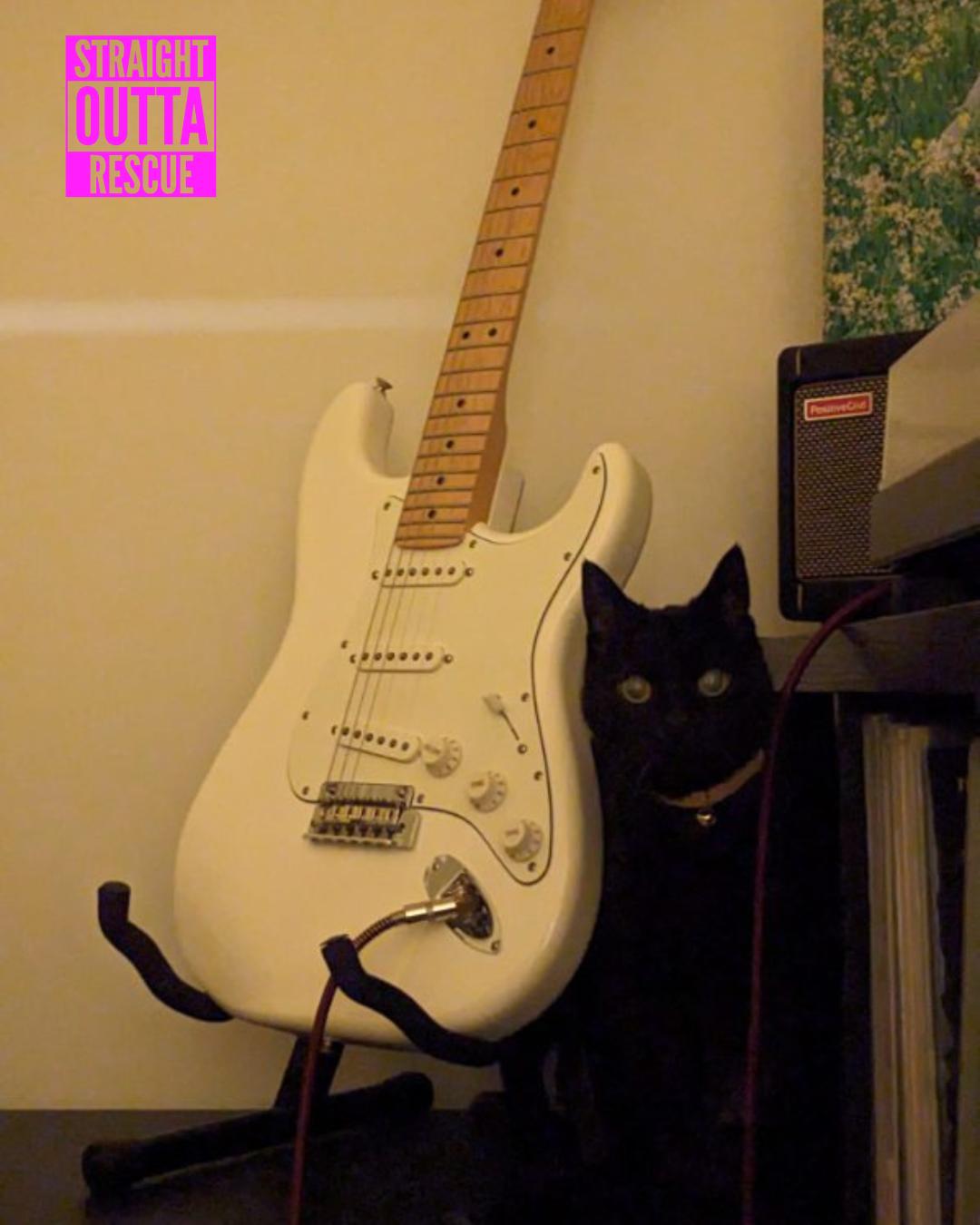 Enlarge Boo - *New Bio and Pictures, a Adoptable Domestic Short Hair in Vancouver, BC image 5/6