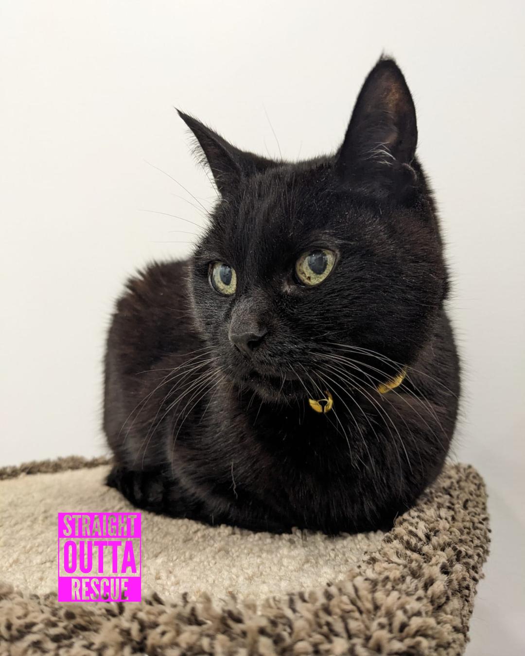 Boo - *New Bio and Pictures, Adoptable, Senior Female Domestic Short Hair.