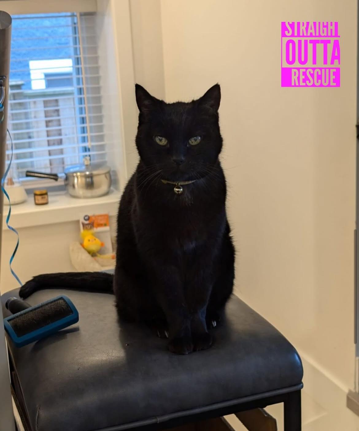 Enlarge Boo - *New Bio and Pictures, a Adoptable Domestic Short Hair in Vancouver, BC image 4/6