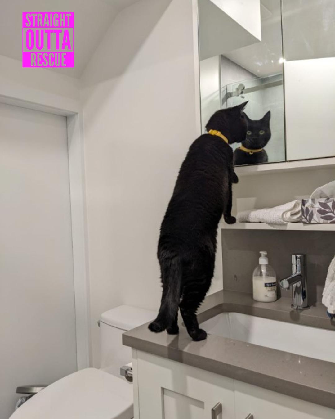 Enlarge Boo - *New Bio and Pictures, a Adoptable Domestic Short Hair in Vancouver, BC image 6/6