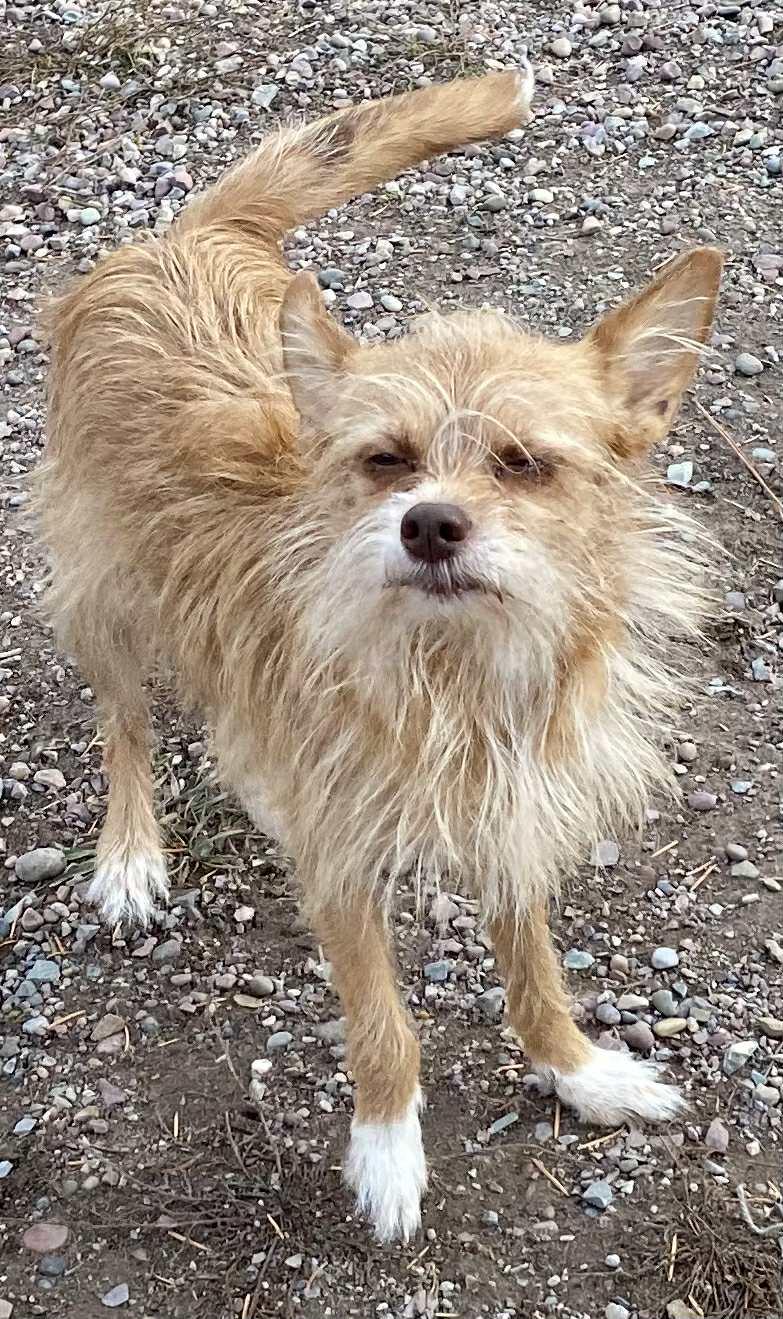 Bambi, Adoptable, Adult Female Terrier.