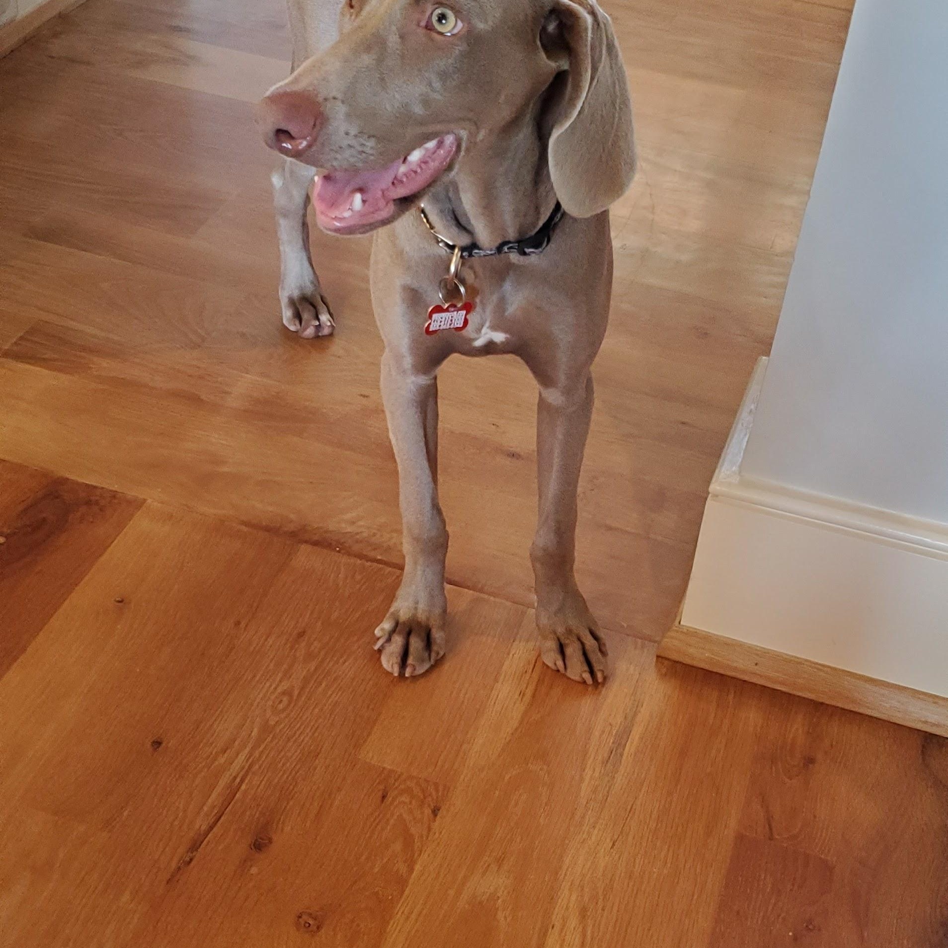 Daisy-Anne, a ADOPTABLE Weimaraner in Birmingham, AL image 2/3