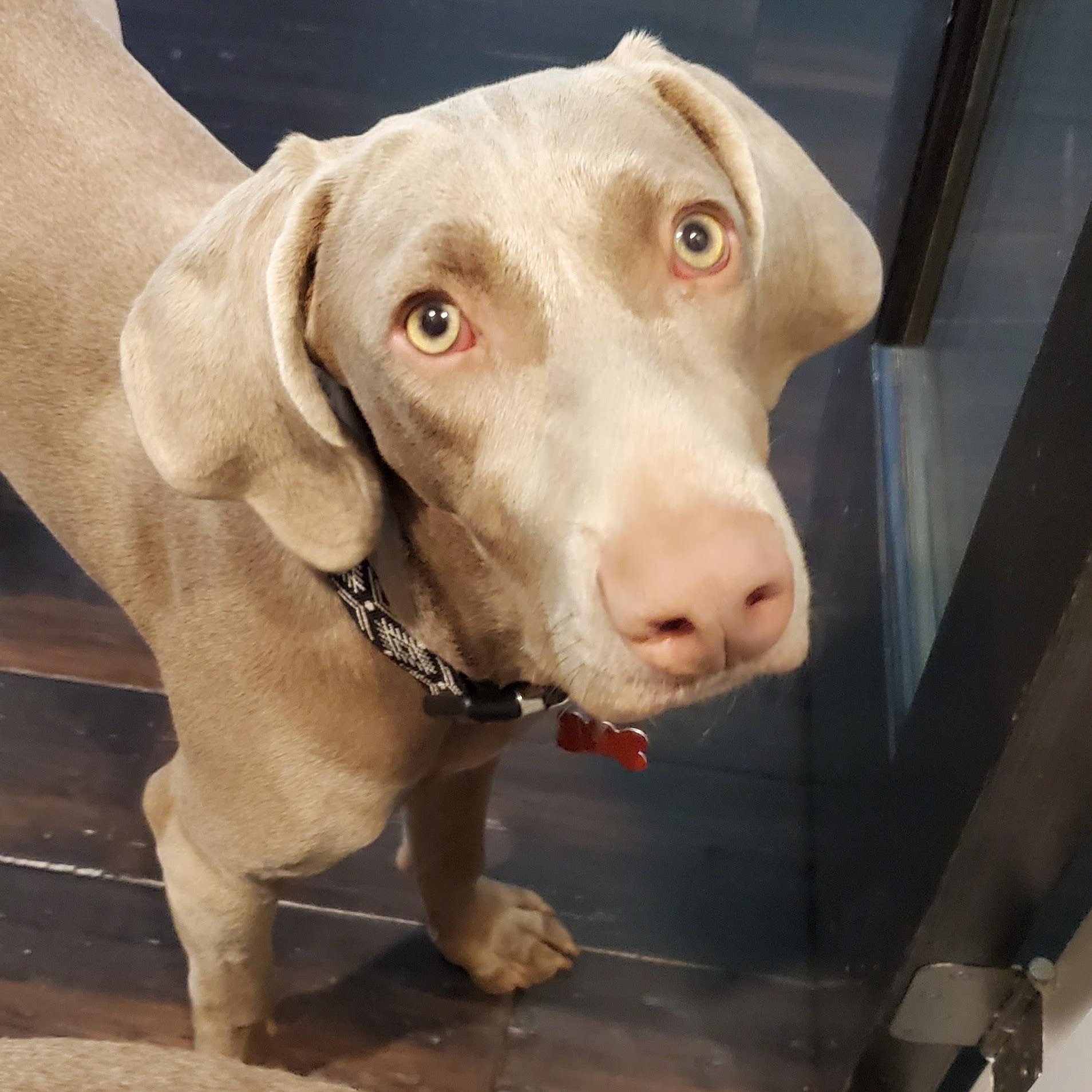 Daisy-Anne, a ADOPTABLE Weimaraner in Birmingham, AL image 1/3