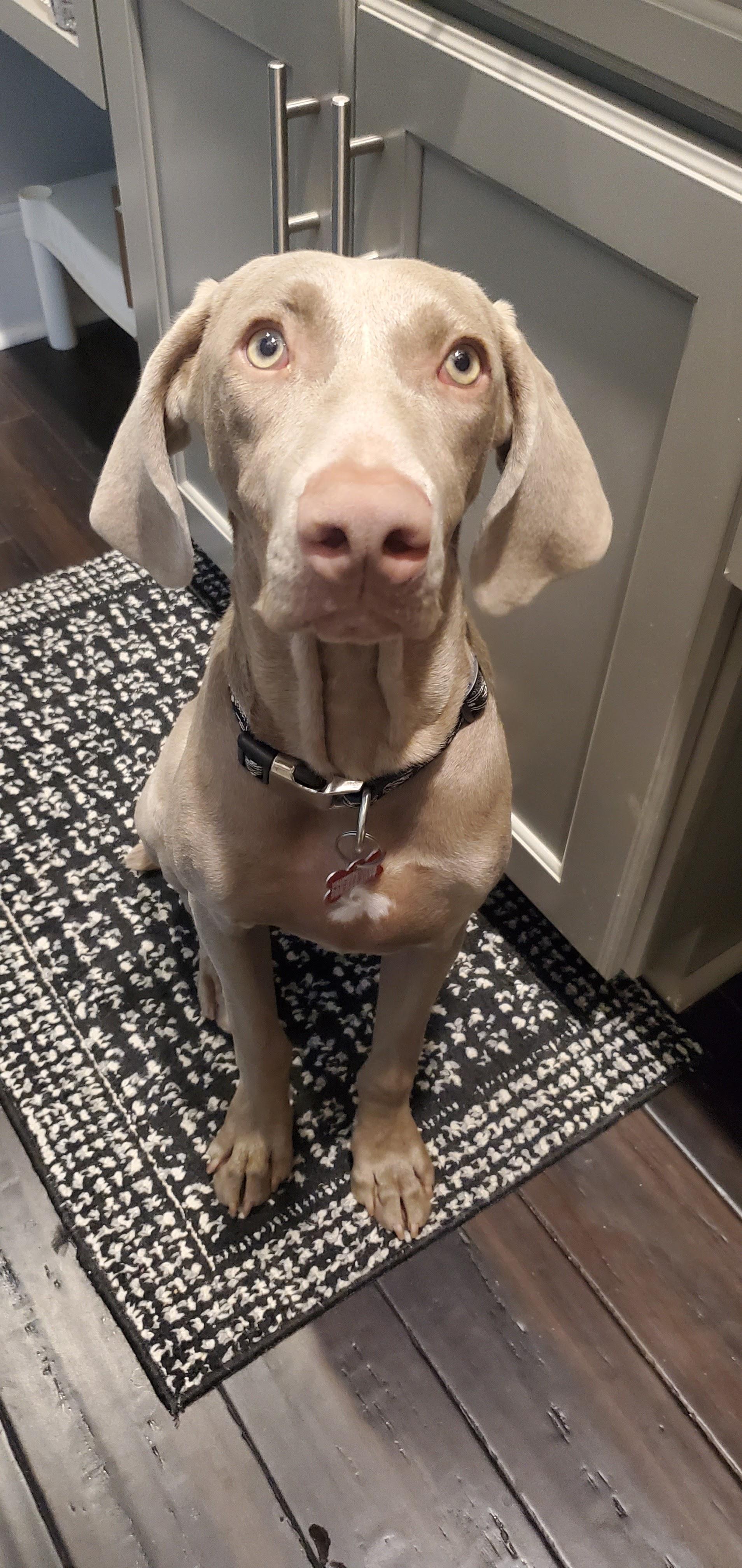 Daisy-Anne, a ADOPTABLE Weimaraner in Birmingham, AL image 3/3