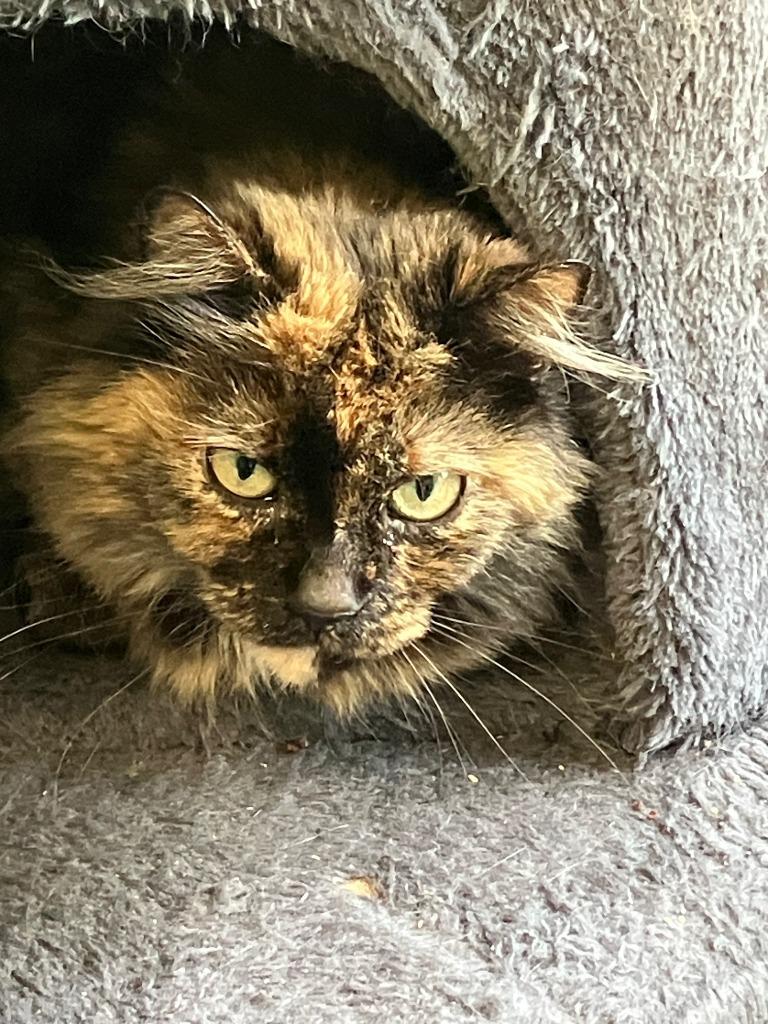 Tamara, Adoptable, Young Female Domestic Short Hair.
