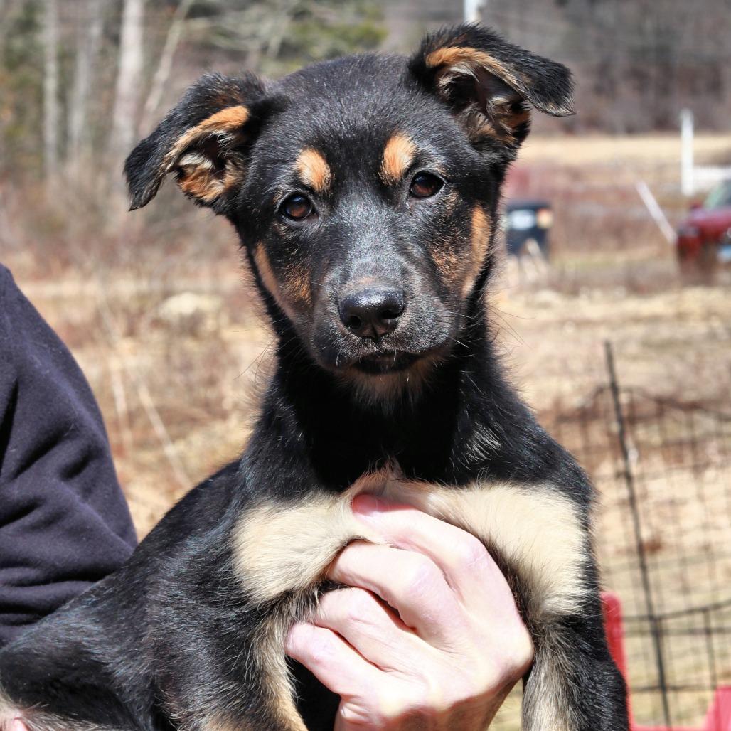 Enlarge CT Holdin, a Adoptable mixed breed in Stormville, NY image 2/6