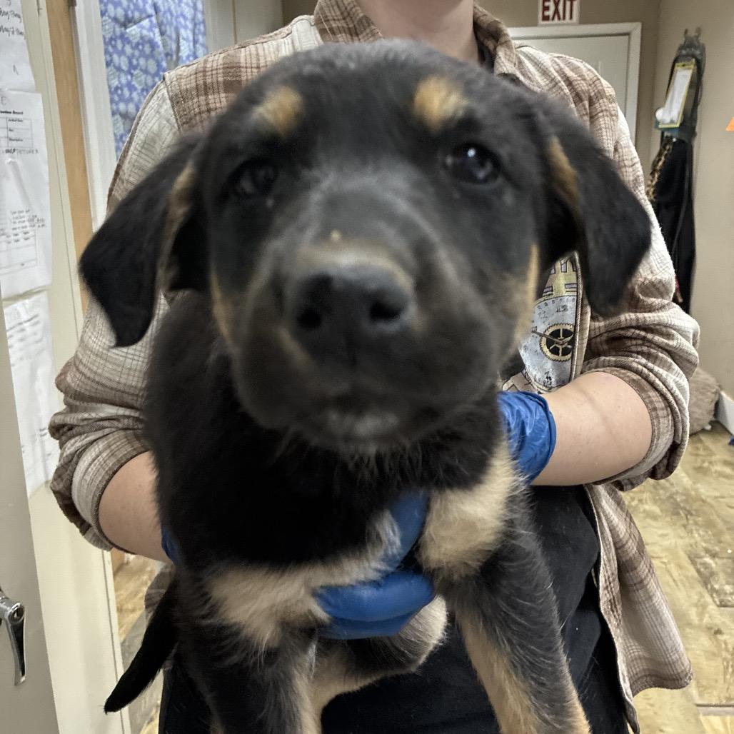 Enlarge CT Holdin, a Adoptable mixed breed in Stormville, NY image 3/6