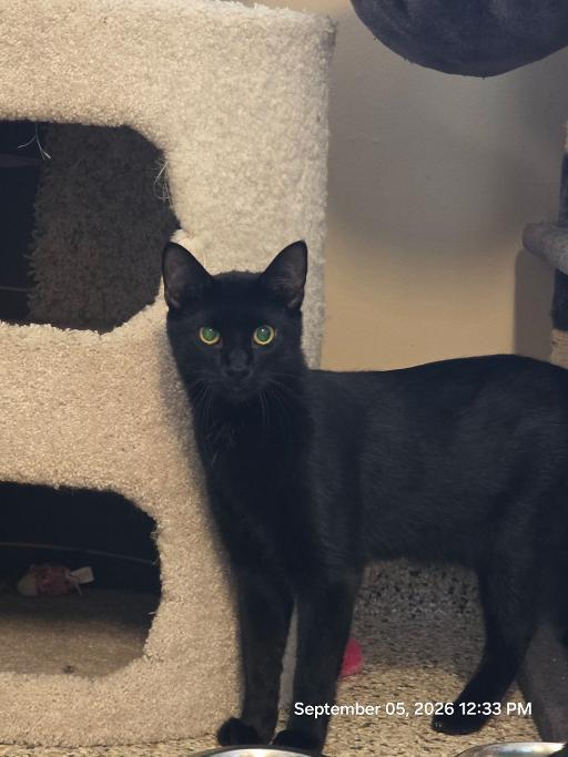 Enlarge Milo, a Adoptable Domestic Short Hair in Schaumburg, IL image 1/1