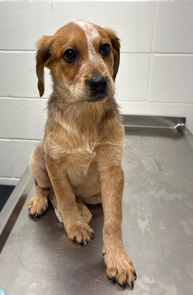 Darby, Adoptable, Puppy Female Australian Cattle Dog / Blue Heeler & Hound.