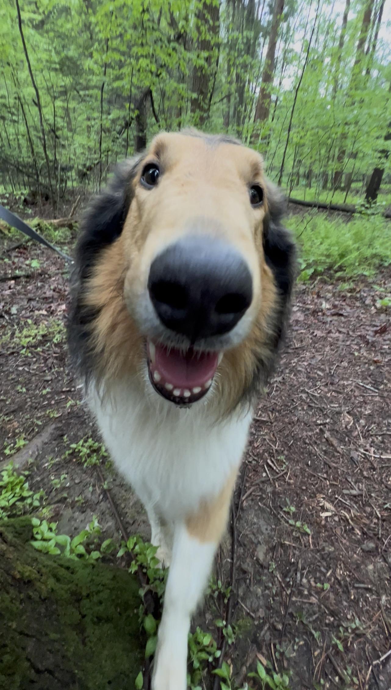 Enlarge RADISH, an adopted Collie in Millerstown, PA image 6/6