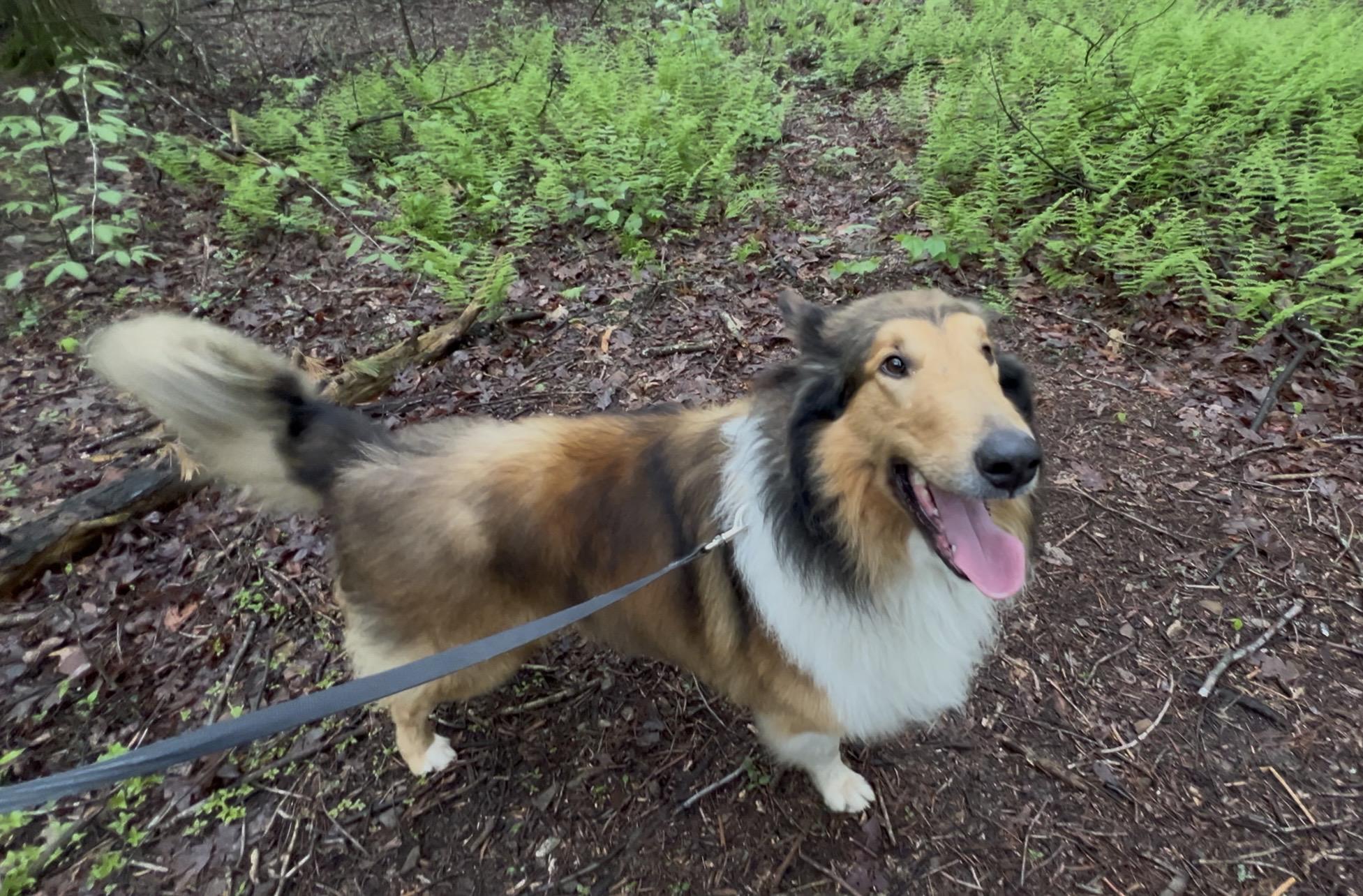 Enlarge RADISH, an adopted Collie in Millerstown, PA image 5/6