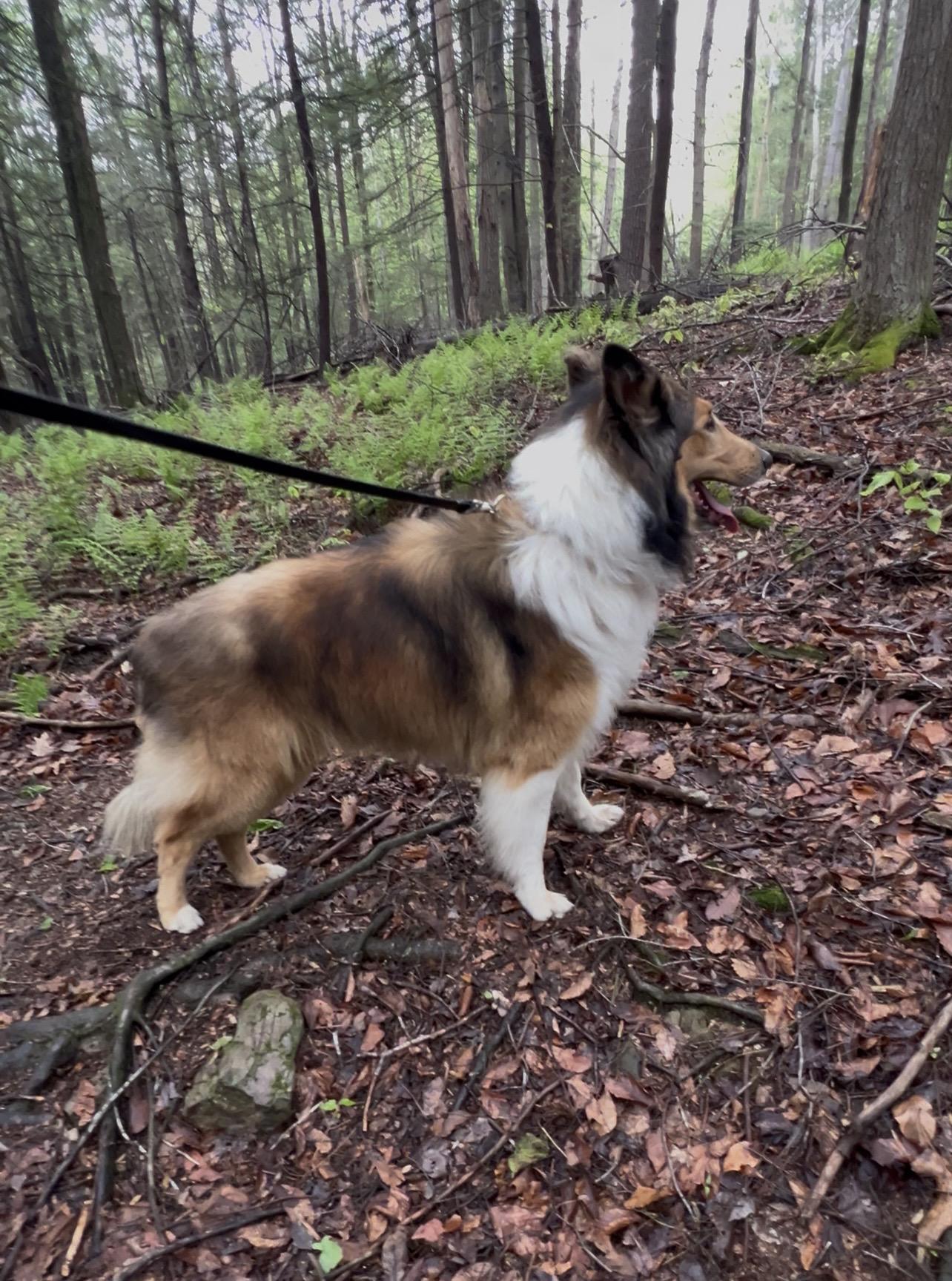 Enlarge RADISH, an adopted Collie in Millerstown, PA image 4/6