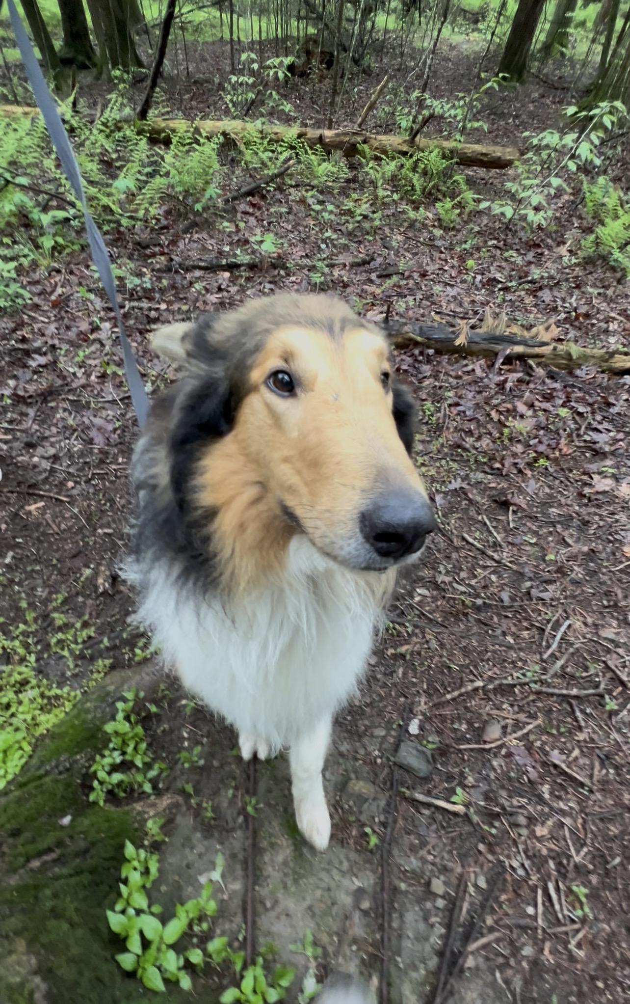 Enlarge RADISH, an adopted Collie in Millerstown, PA image 2/6