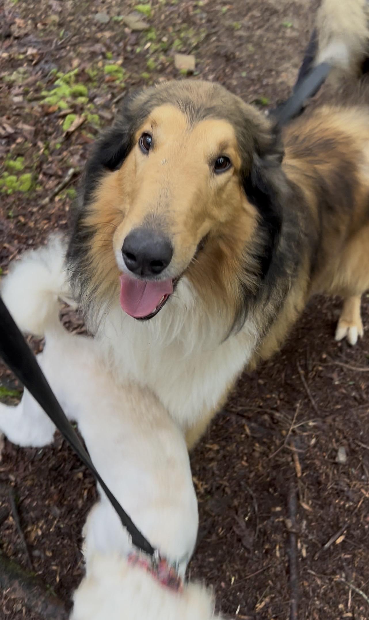 RADISH, adopted, Adult Male Collie.