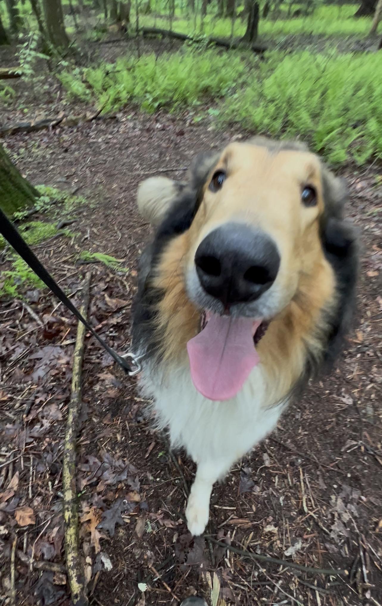 Enlarge RADISH, an adopted Collie in Millerstown, PA image 3/6