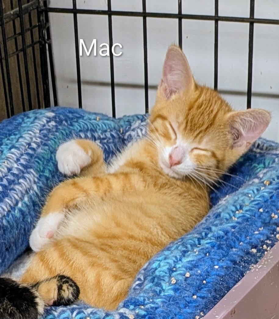 Enlarge Mac, a Adoptable Tabby in Mears, MI image 3/4