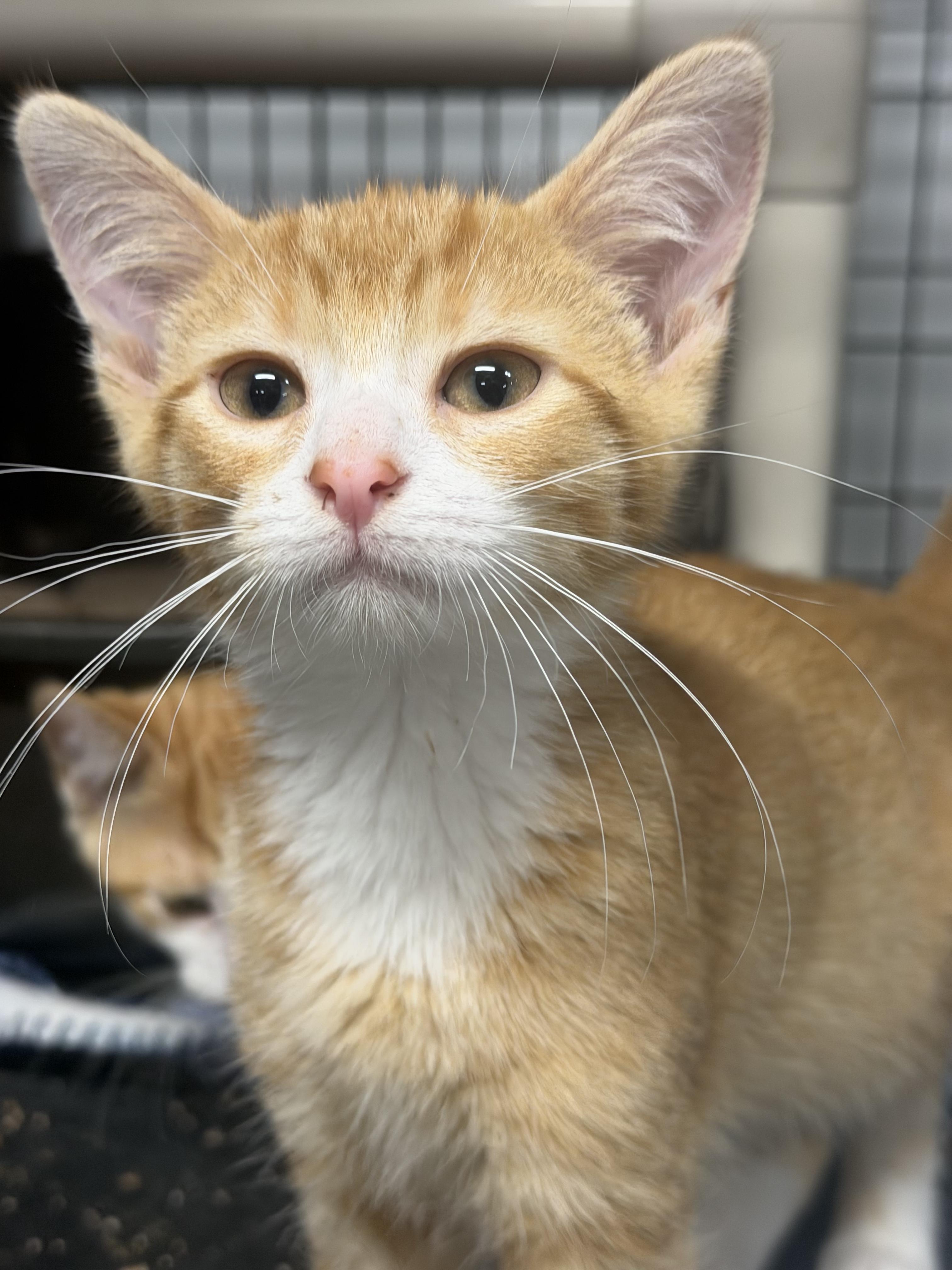 Mac, Adoptable, Young Male Tabby.