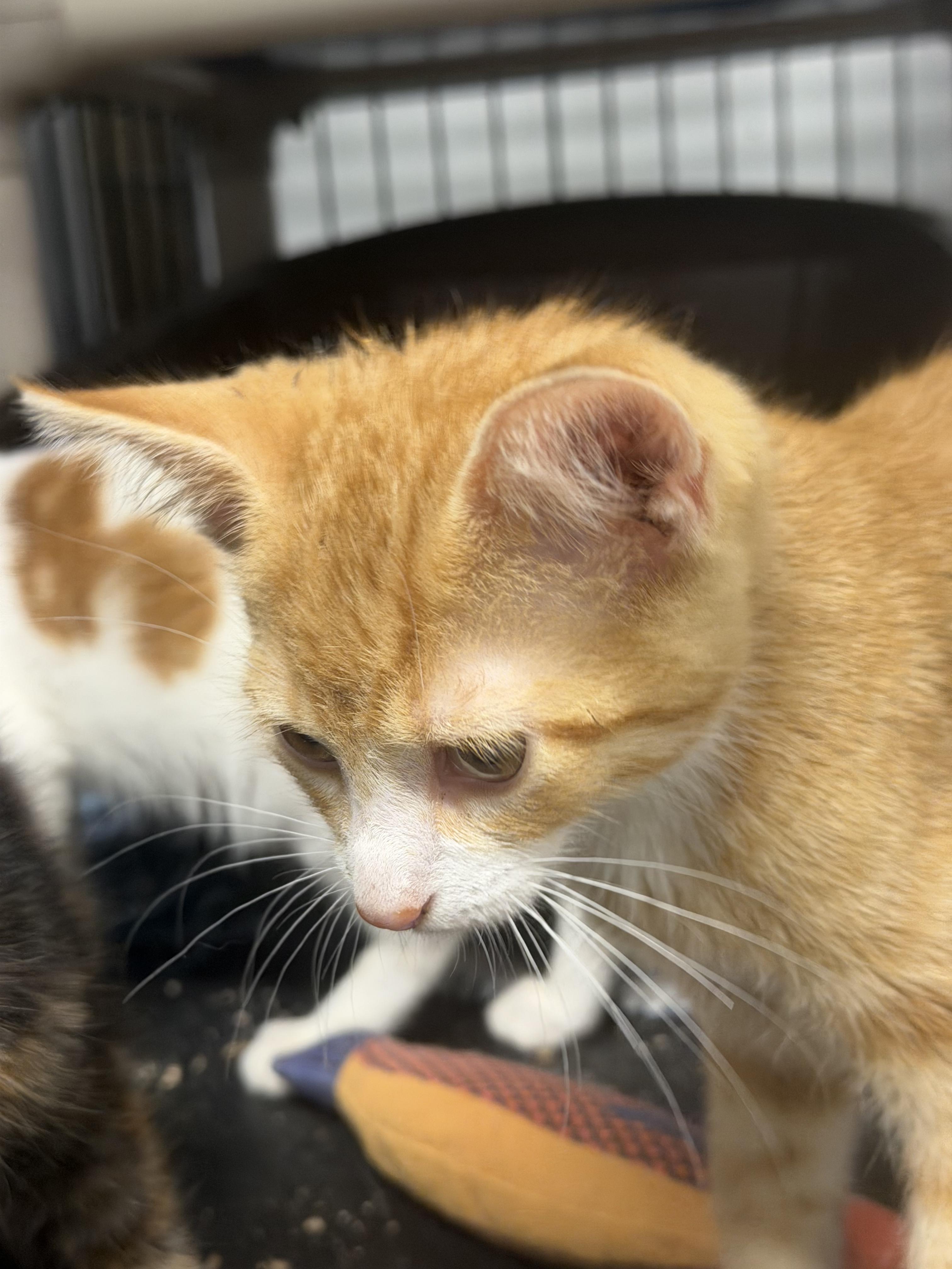 Enlarge Mac, a Adoptable Tabby in Mears, MI image 2/4