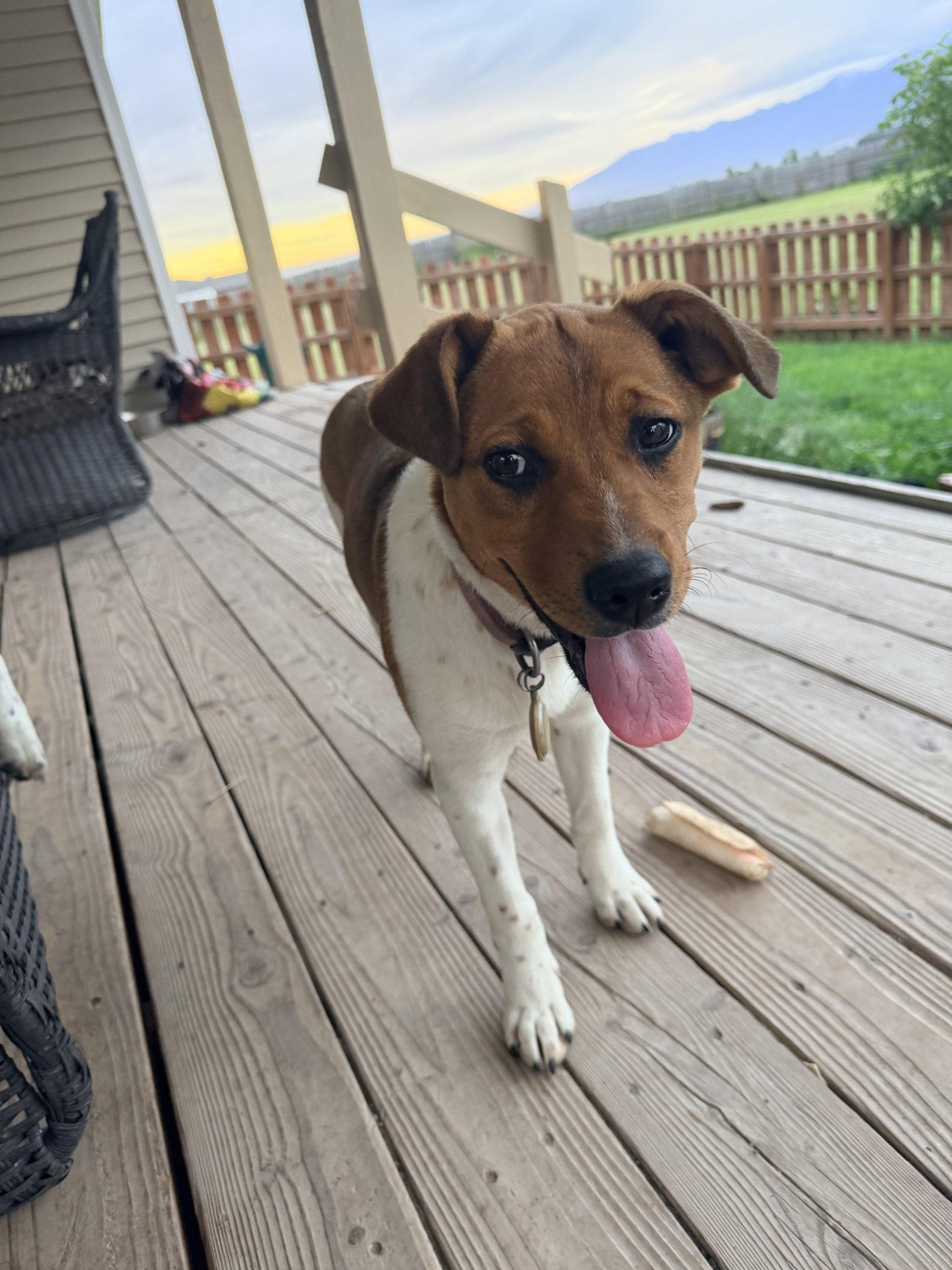 Sami, Adopted, Puppy Female Shepherd.