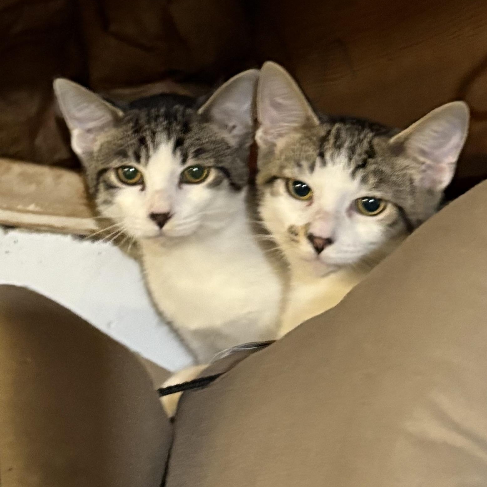 Cocoa Puff, Adoptable, Kitten Male Domestic Short Hair.