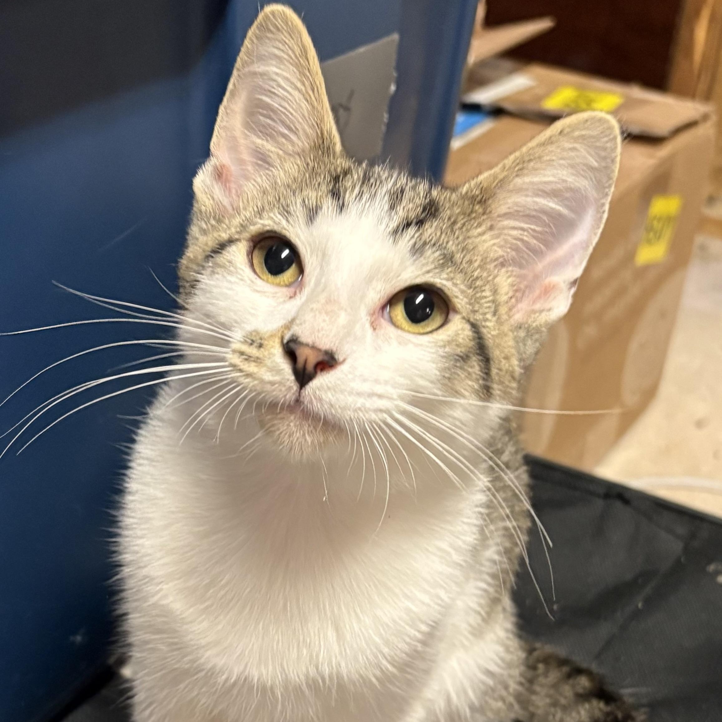 Enlarge Cocoa Puff, a Adoptable Domestic Short Hair in Mineral Point, WI image 3/6