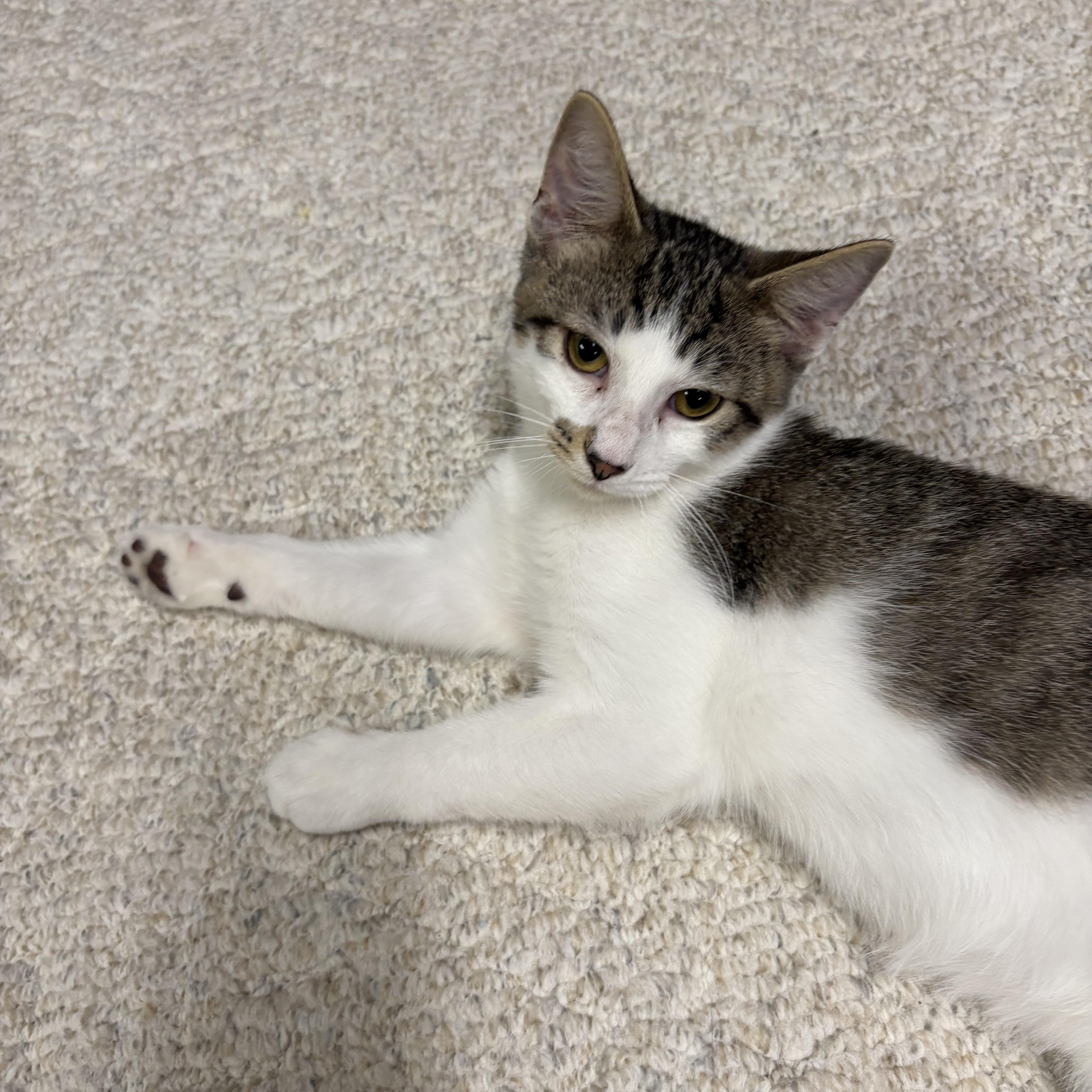 Enlarge Cocoa Puff, a Adoptable Domestic Short Hair in Mineral Point, WI image 4/6