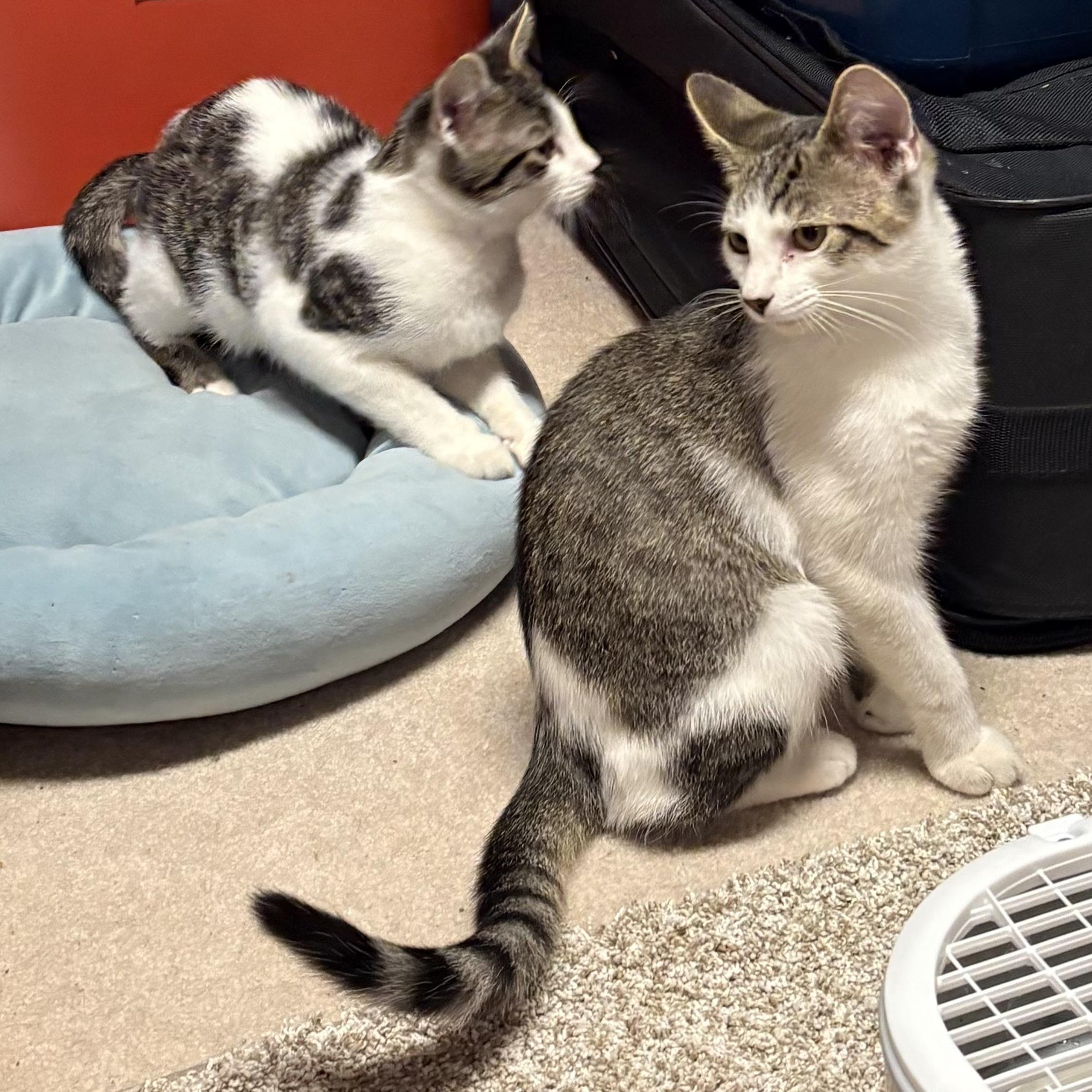 Enlarge Cocoa Puff, a Adoptable Domestic Short Hair in Mineral Point, WI image 5/6