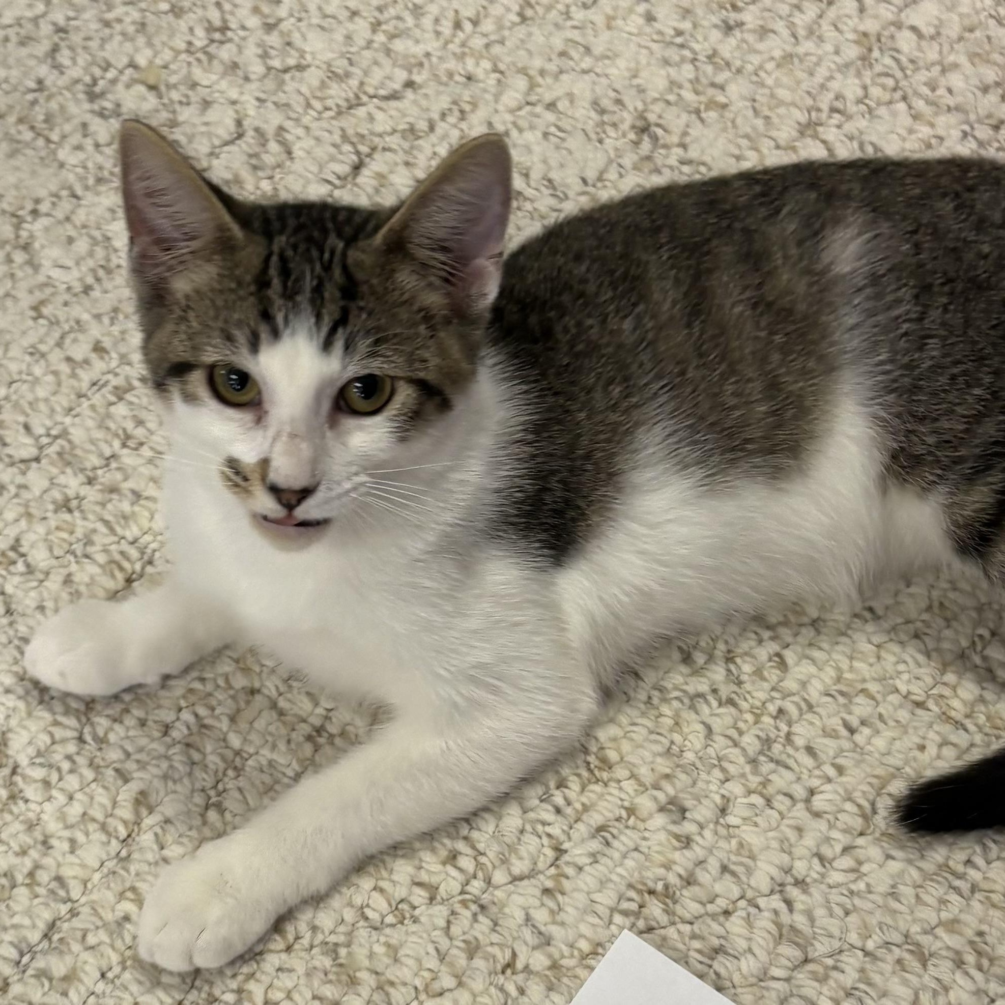 Enlarge Cocoa Puff, a Adoptable Domestic Short Hair in Mineral Point, WI image 6/6