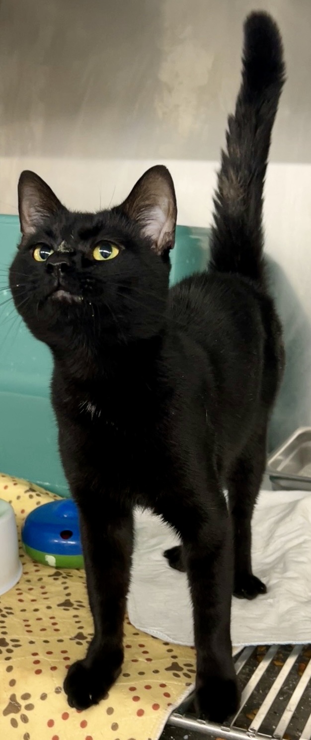 Gnocchi, an adopted Domestic Short Hair in Westfield, MA_image-1