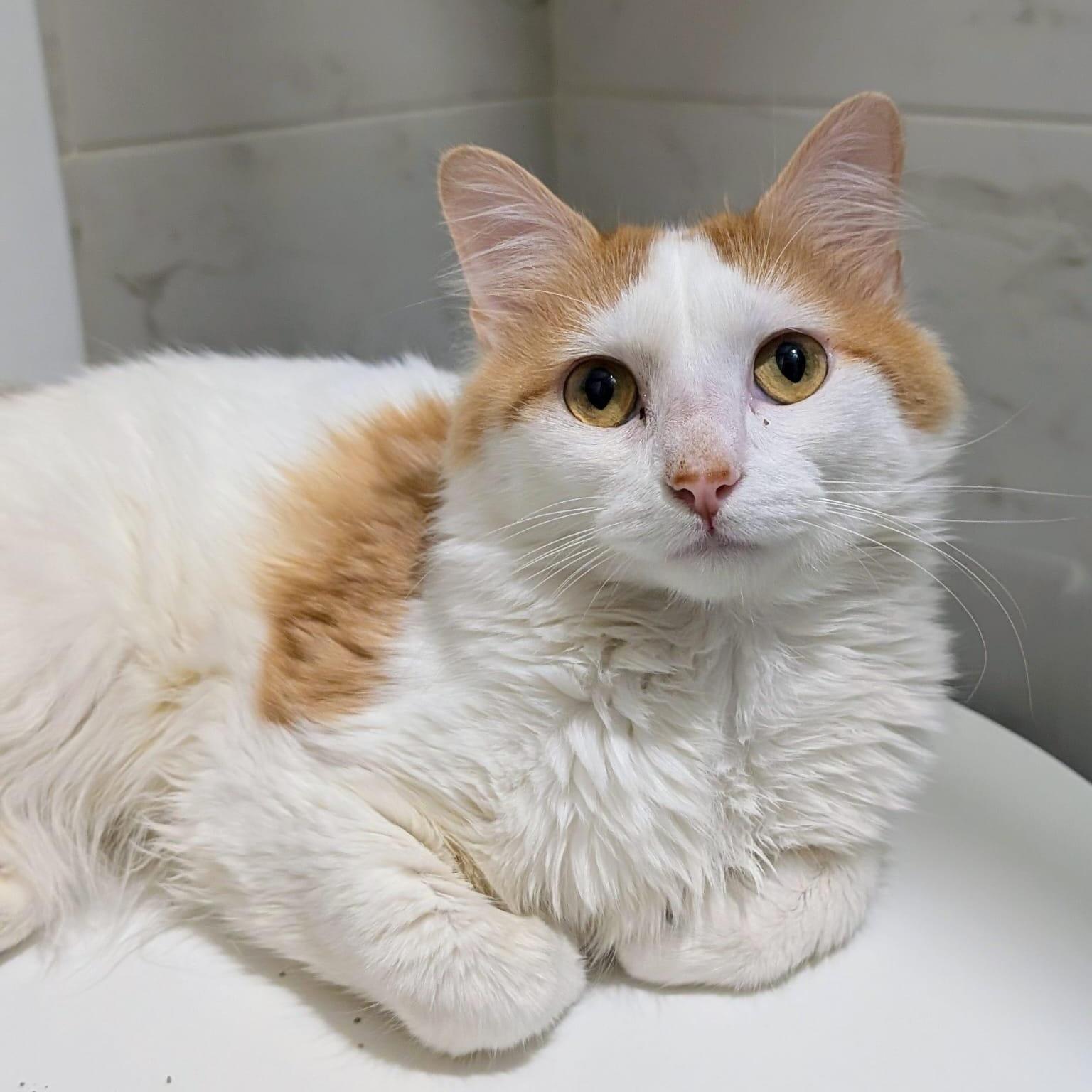 Maestro, ADOPTABLE, Young Male Domestic Long Hair.
