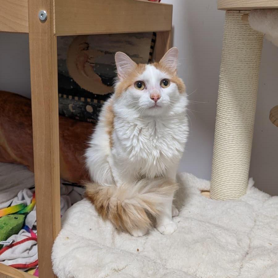 Enlarge Maestro, a ADOPTABLE Domestic Long Hair in New York, NY image 6/6