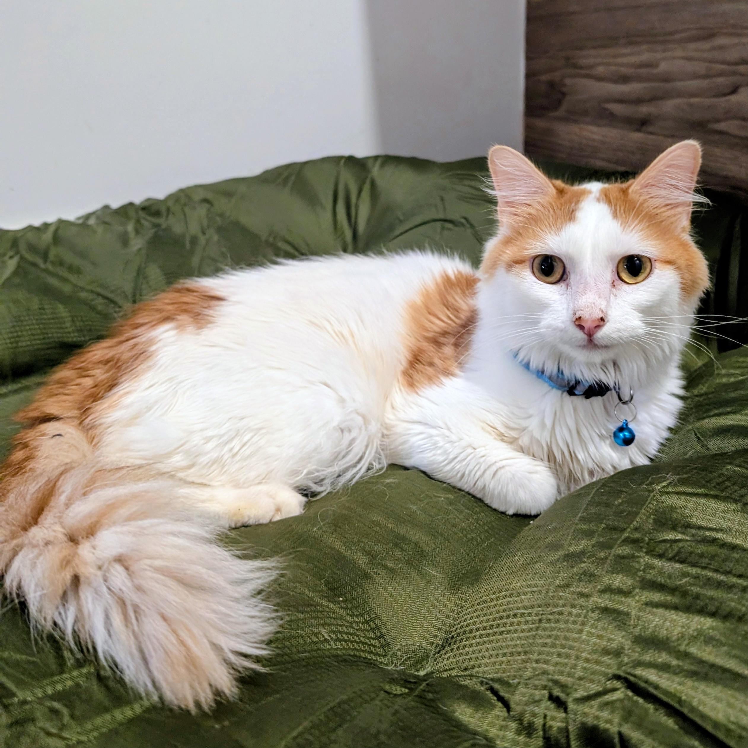 Enlarge Maestro, a ADOPTABLE Domestic Long Hair in New York, NY image 2/6