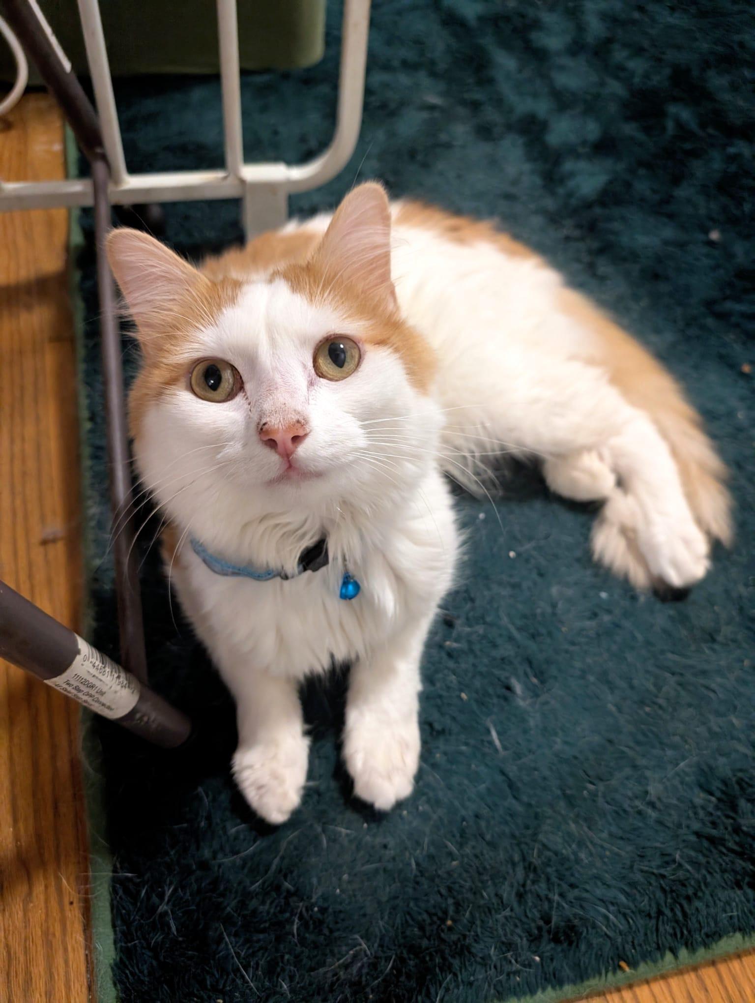 Enlarge Maestro, a ADOPTABLE Domestic Long Hair in New York, NY image 3/6