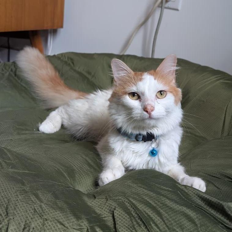 Enlarge Maestro, a ADOPTABLE Domestic Long Hair in New York, NY image 5/6