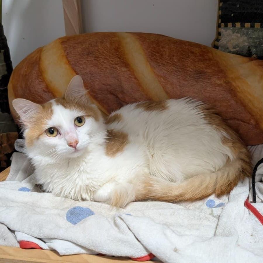 Enlarge Maestro, a ADOPTABLE Domestic Long Hair in New York, NY image 4/6