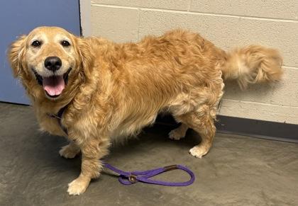 Greta, Adoptable, Senior Female Golden Retriever.