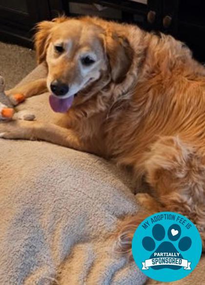Greta, a Adoptable Golden Retriever in DeKalb, IL image 2/4