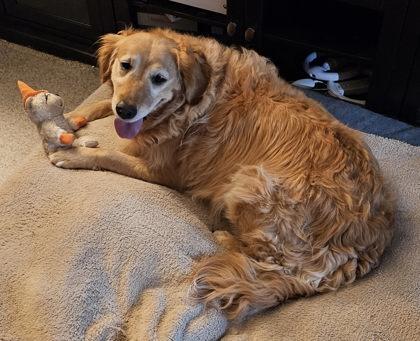 Greta, a Adoptable Golden Retriever in DeKalb, IL image 3/4