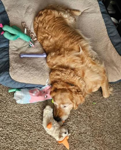 Greta, a Adoptable Golden Retriever in DeKalb, IL image 4/4