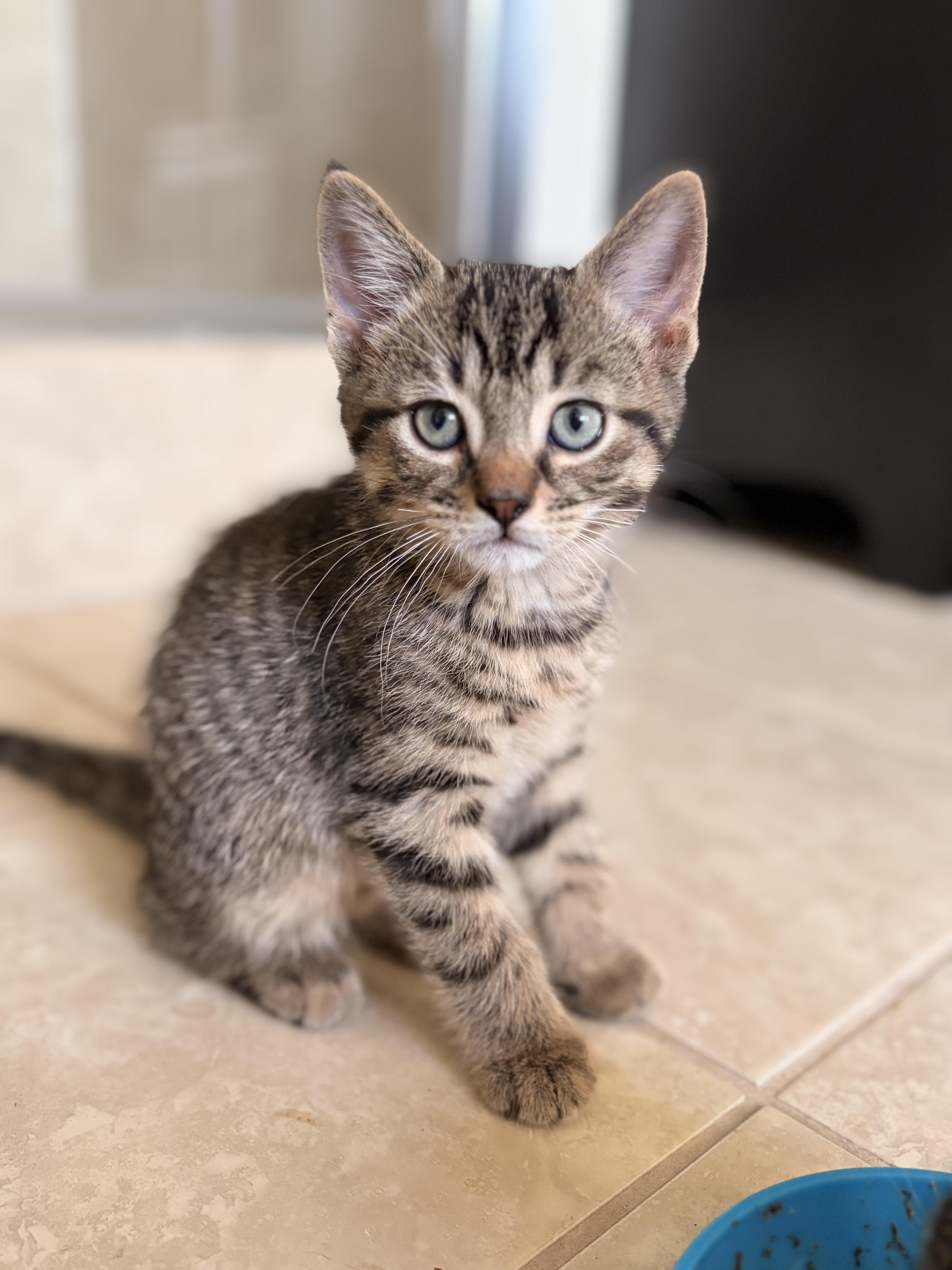Jeff, a ADOPTABLE Domestic Short Hair in Hamilton, ON image 1/2