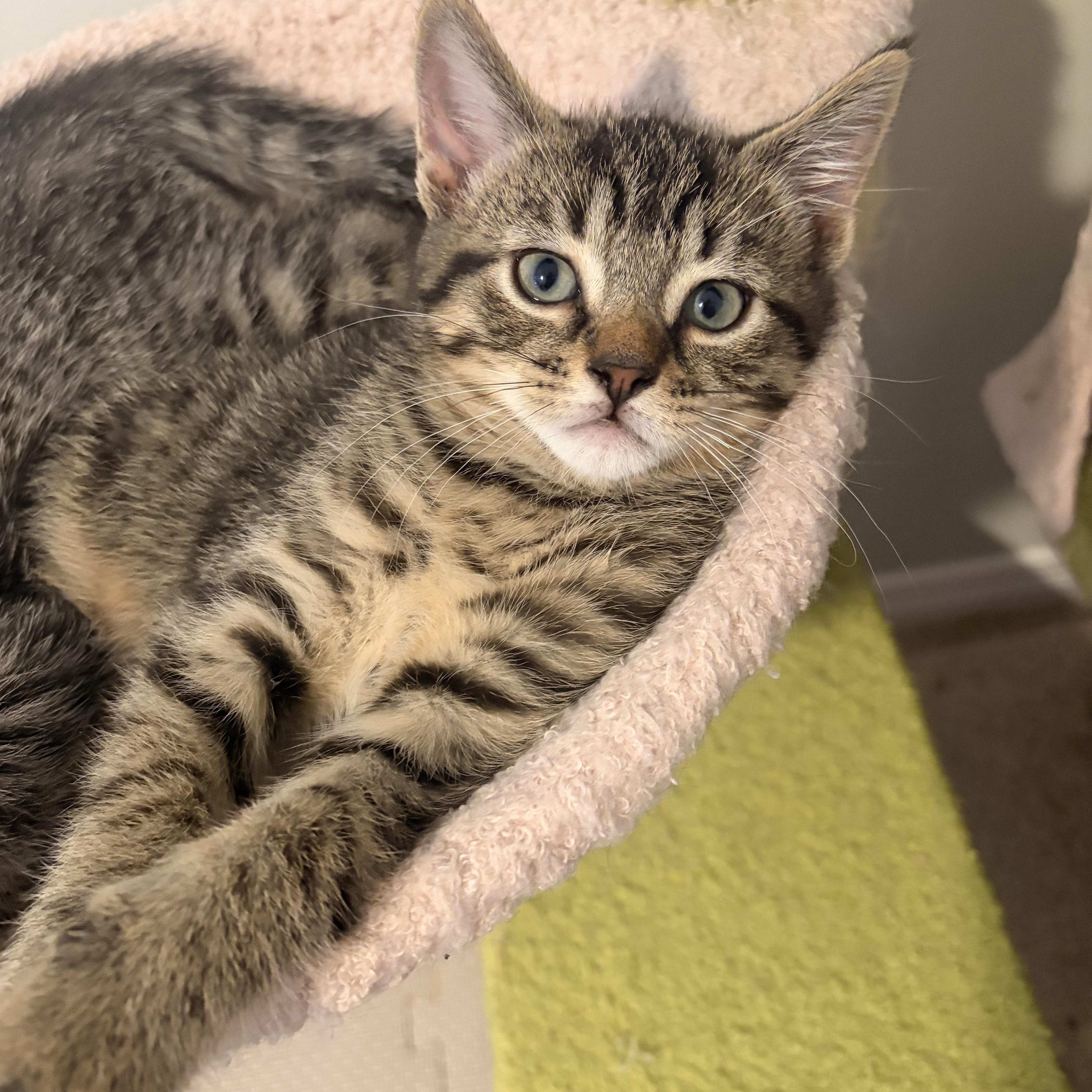 Jeff, a ADOPTABLE Domestic Short Hair in Hamilton, ON image 2/2