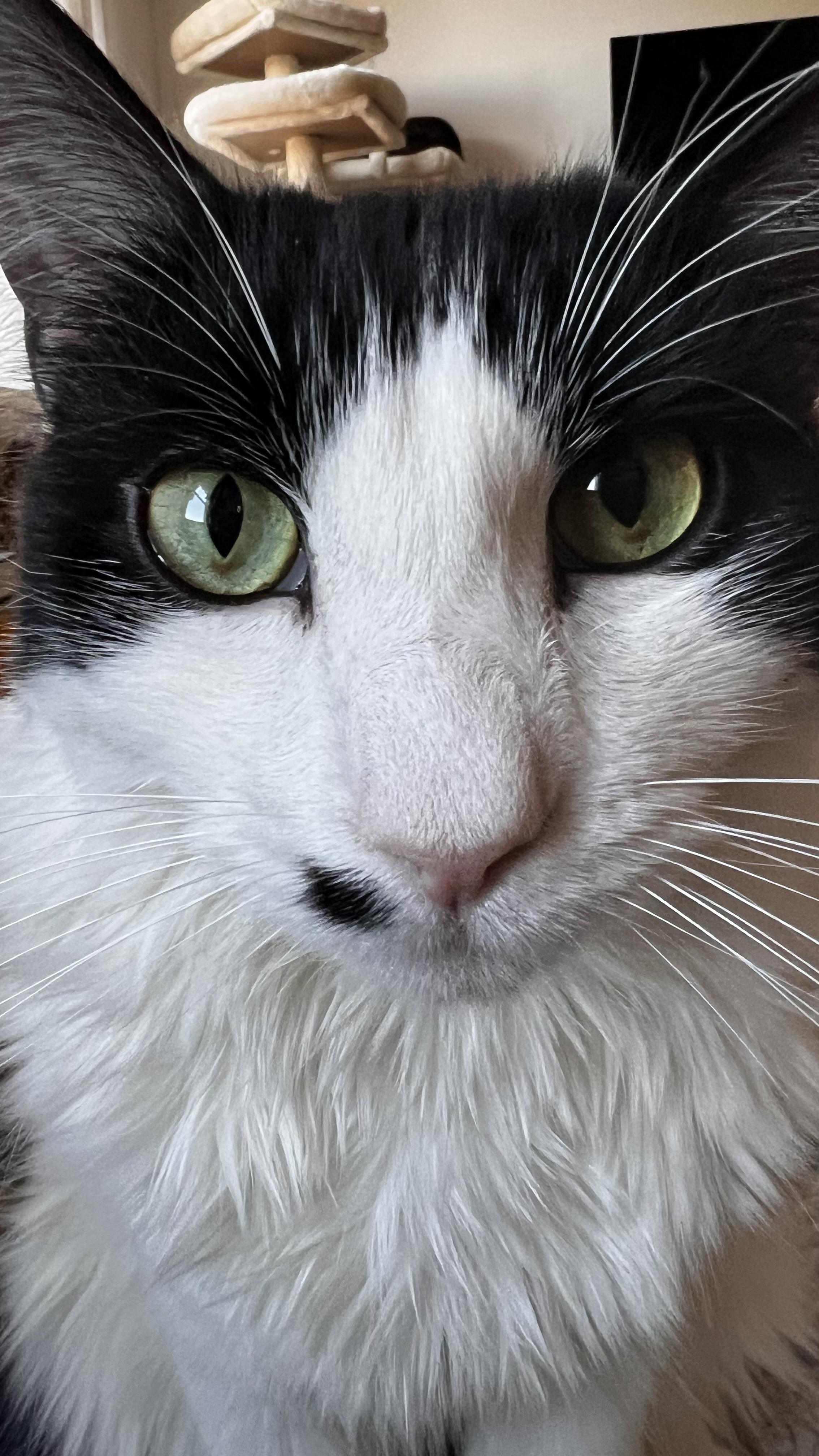 Enlarge Sullivan , a ADOPTABLE Domestic Short Hair in Ardsley, NY image 3/3