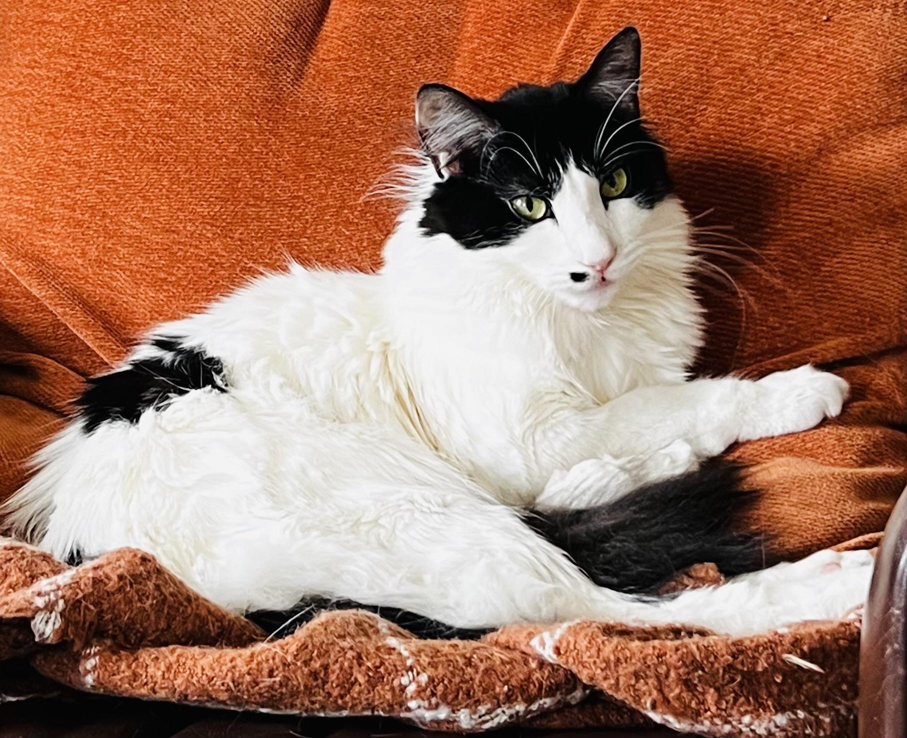 Enlarge Sullivan , a ADOPTABLE Domestic Short Hair in Ardsley, NY image 1/3