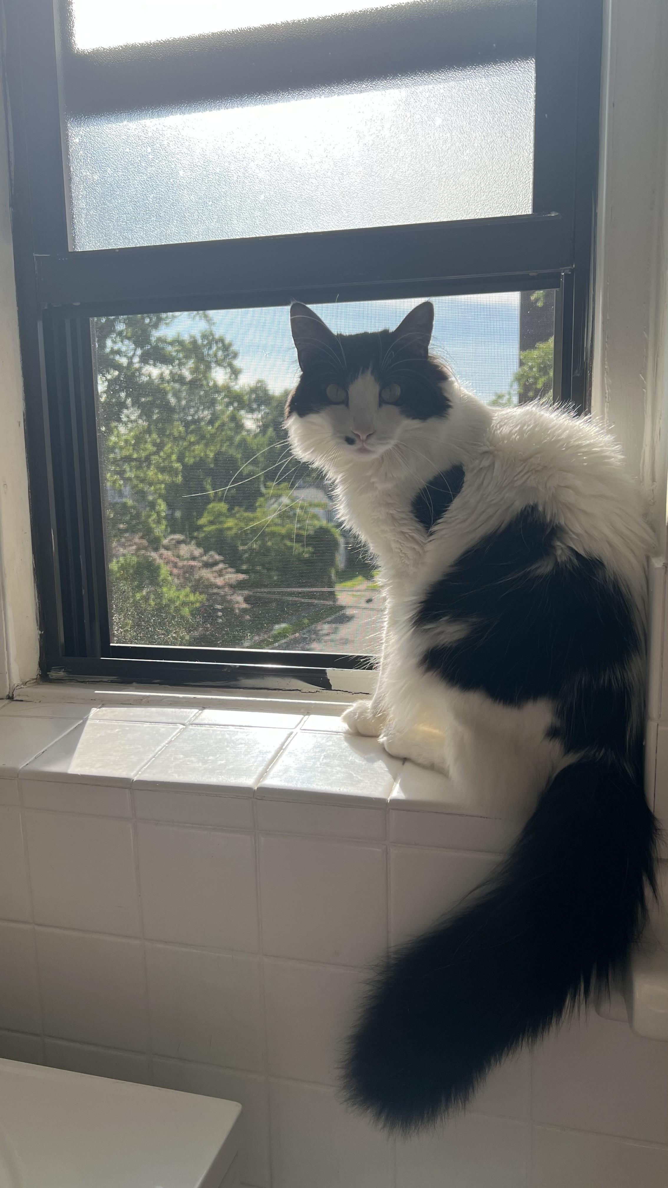 Enlarge Sullivan , a ADOPTABLE Domestic Short Hair in Ardsley, NY image 2/3