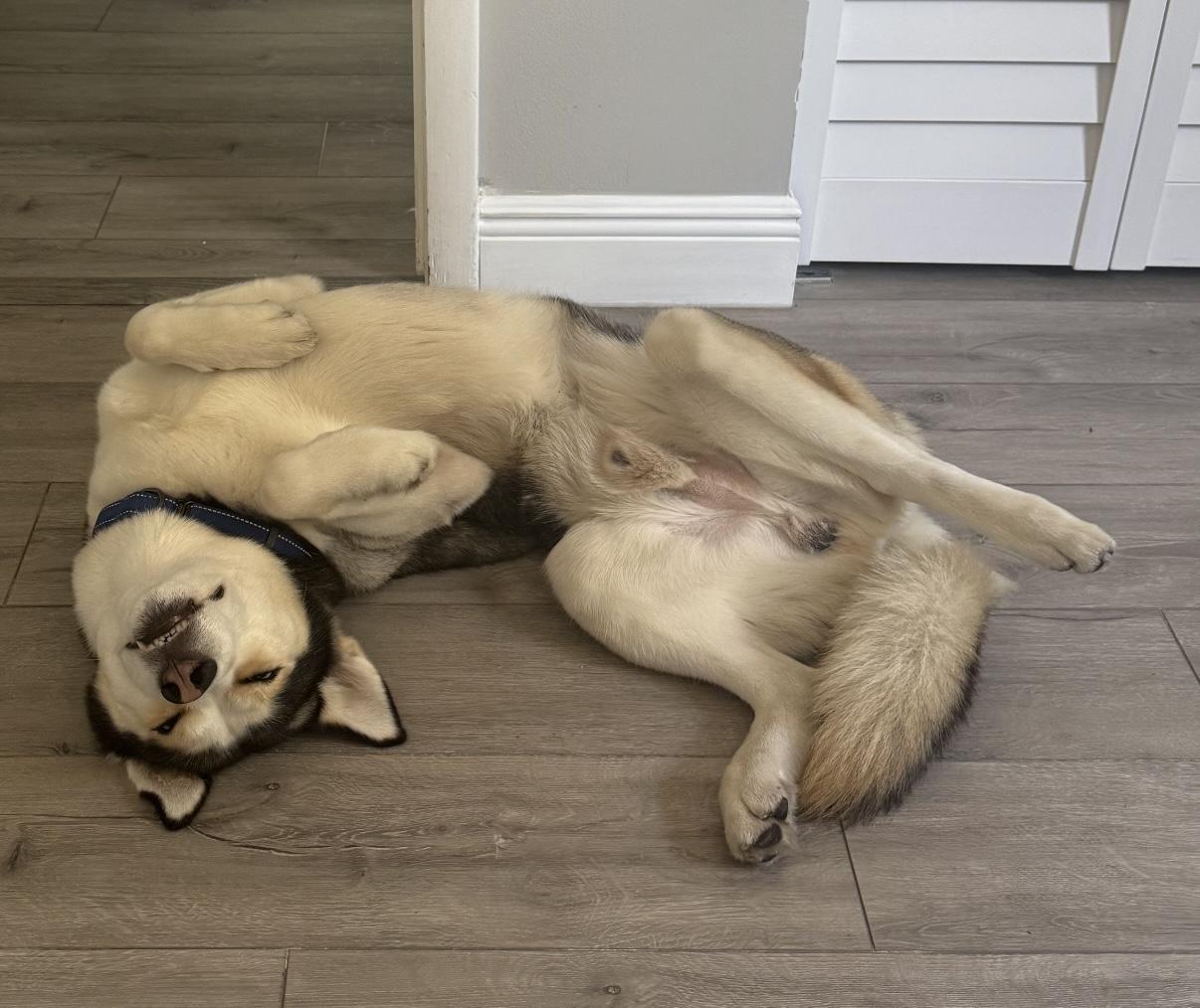 Enlarge Loki, a ADOPTABLE Siberian Husky in West Palm Beach, FL image 4/5