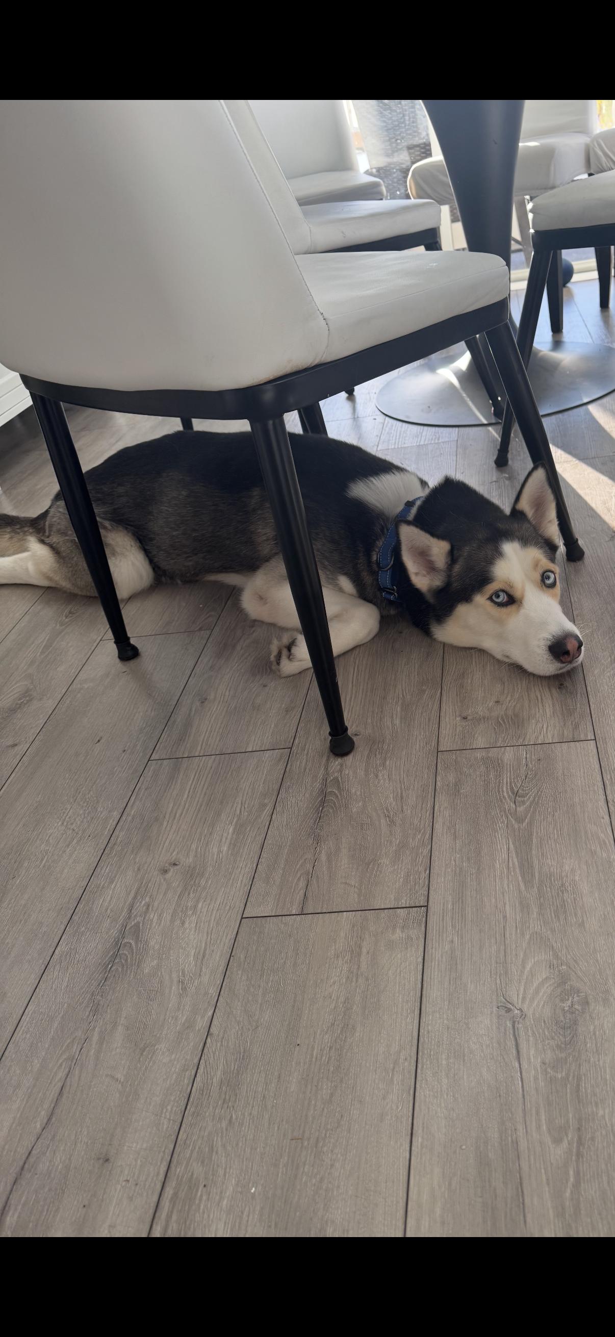 Enlarge Loki, a ADOPTABLE Siberian Husky in West Palm Beach, FL image 1/5