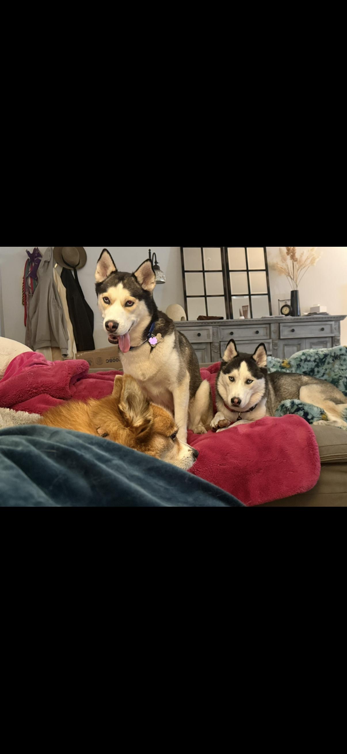 Enlarge Loki, a ADOPTABLE Siberian Husky in West Palm Beach, FL image 2/5