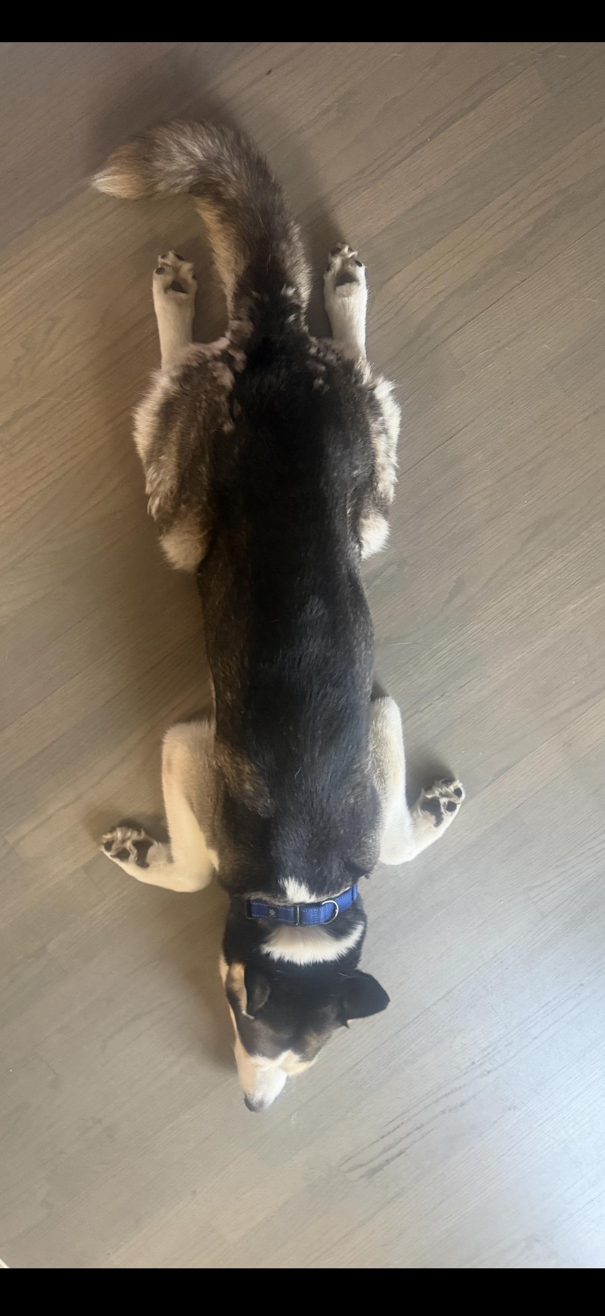 Enlarge Loki, a ADOPTABLE Siberian Husky in West Palm Beach, FL image 5/5